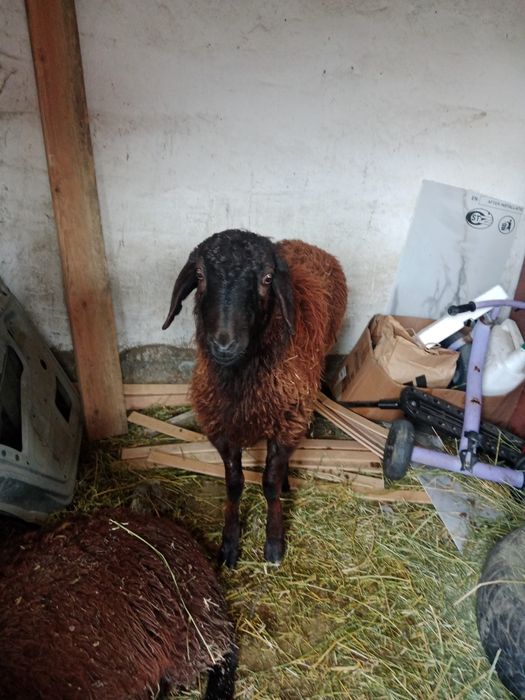 Орташа еті бар тоқты