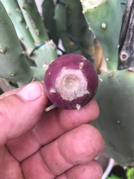 Смокиня индийска два вида, Кактус опунция, Opuntia ficus-indica Etna