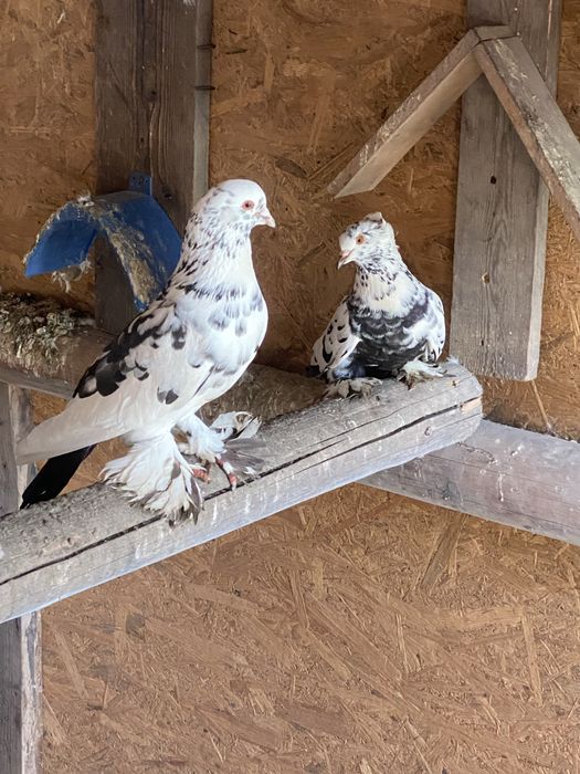 Vand porumbei pave si incaltati