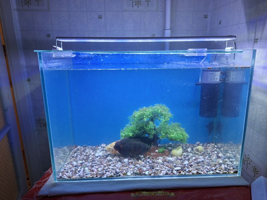 Аквариум  Сотилади хамма нарсаси билан