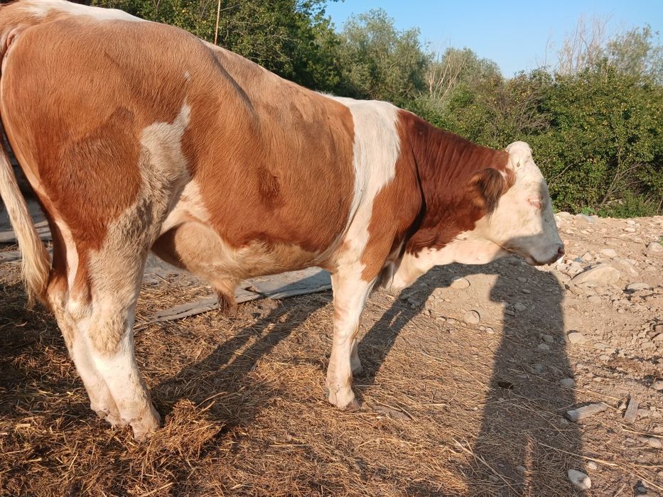 Taur baltata romaneasca