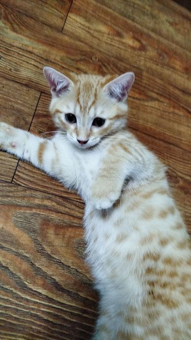 Продаются котята