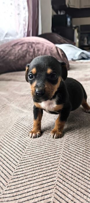 Отдам щенят в добрые руки