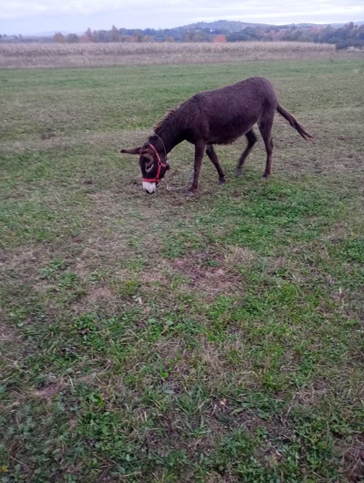 Vind perche de măgari