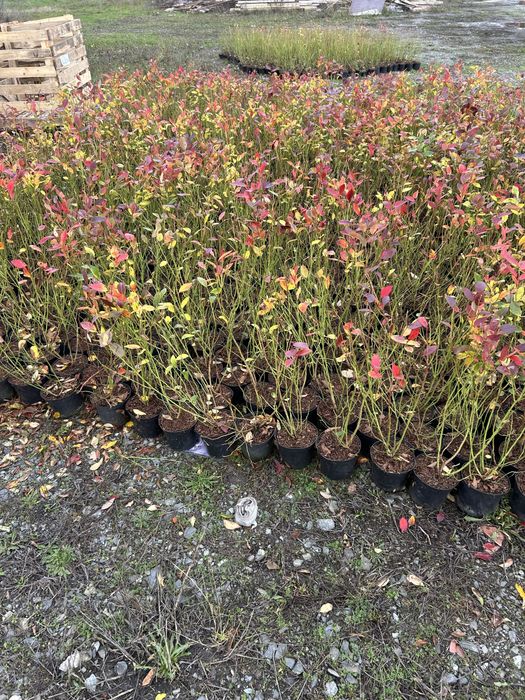 CHANDLER Боровинки 3 годишни