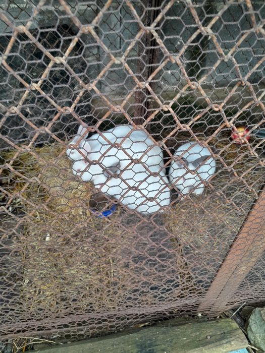 Заек бял червени очи