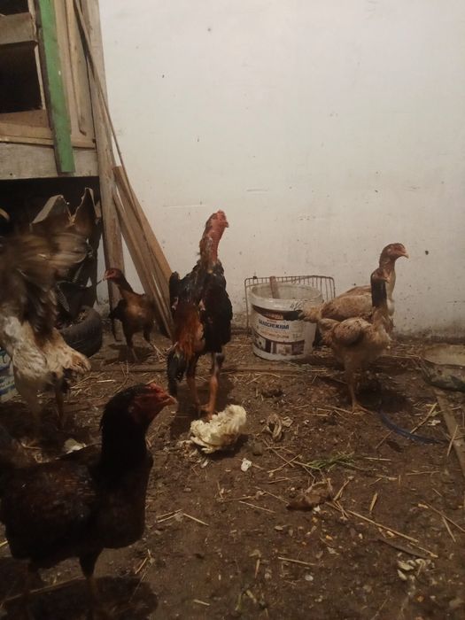 Даканы яйца бойцовские