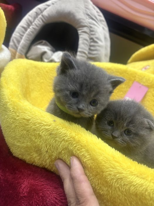 Продается котята из правелный вязке.Родились 24 января 2026