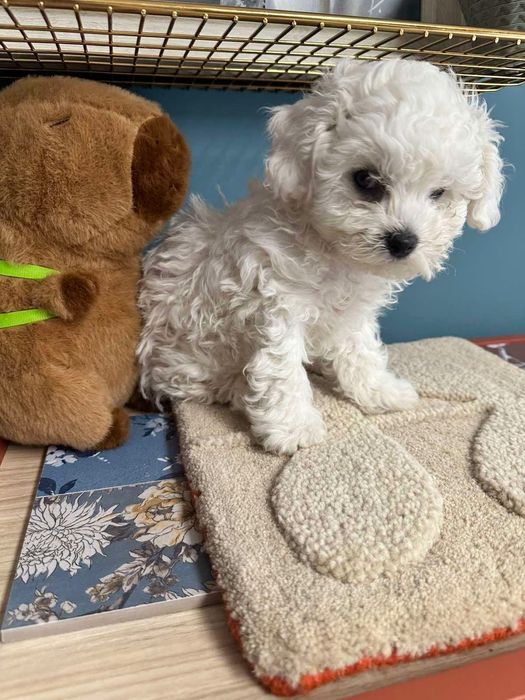 Бишон фризе момче