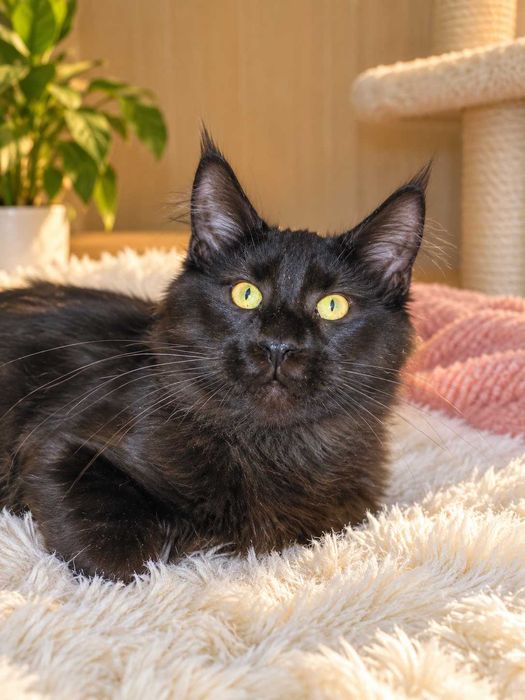 Panteră de casă: 0% pericol, 100% grație. Maine Coon negru solid cu acte,Lynx Rune Code