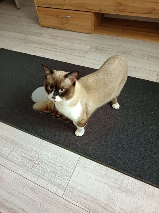 Donez pisicuță în vârstă de un an