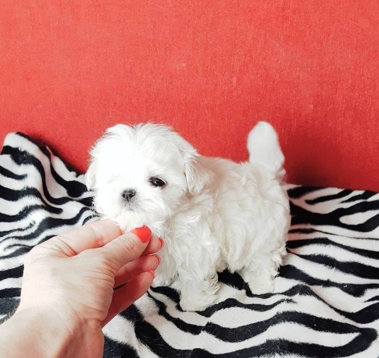 Bichon maltez mini toy