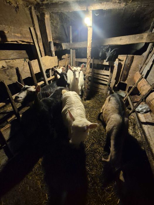 Vand Capre tinere Sunati