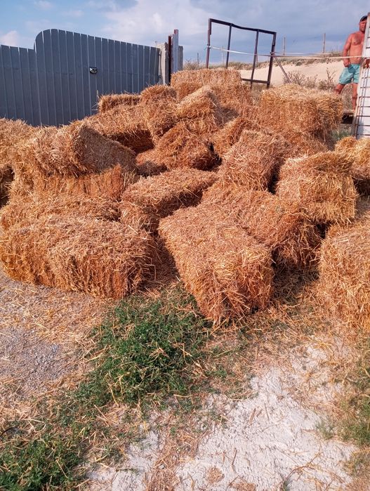 Pentru animale,decor paie grau -orzoaica baloți mici corbu cta transport contra cost