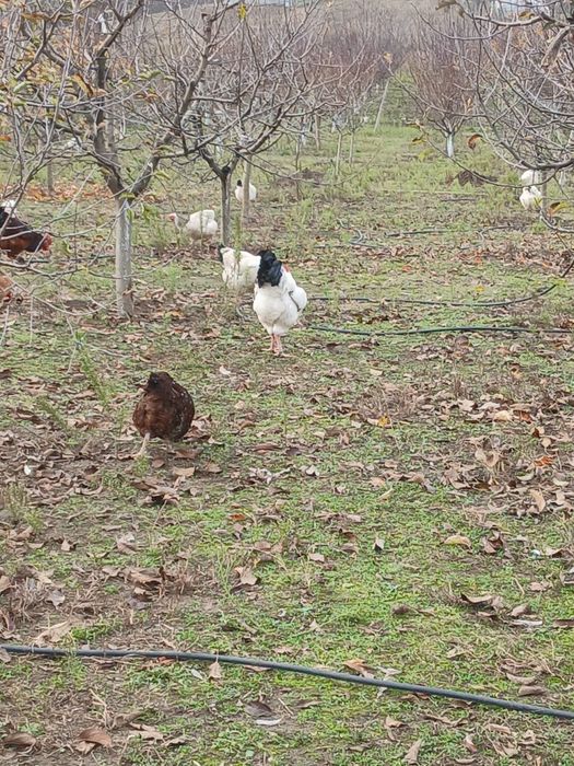 Ouă  susex de  vânzare  6 lei