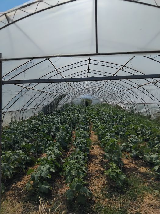 Продавам оранжерии