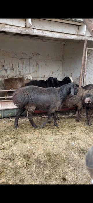 Гиссар қошқар 3шт