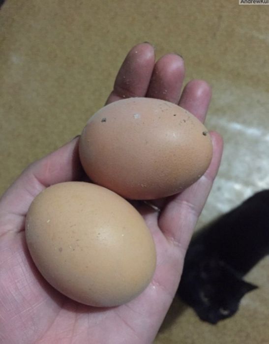 Яйца инкубационный породы кучинские юбилейные