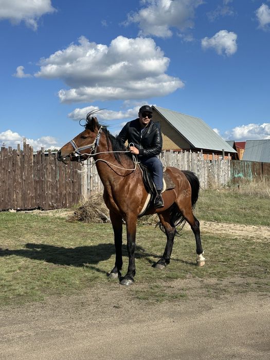 Продам айгыра 7 лет