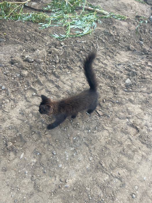 Котенок в добрые руки