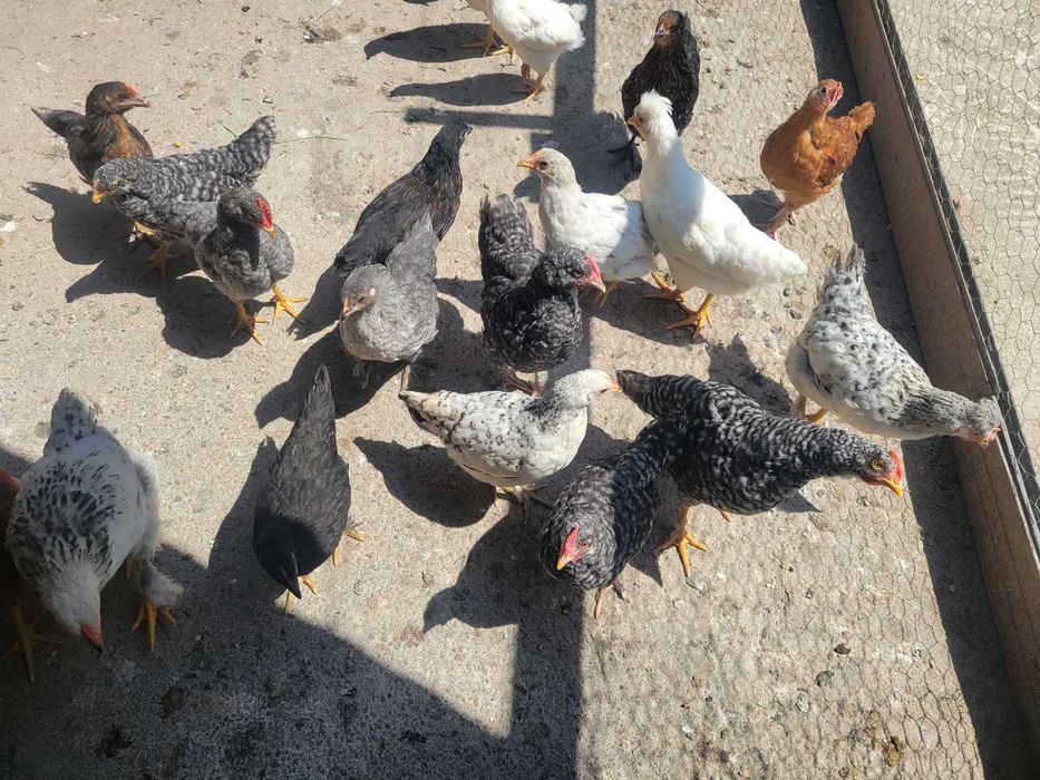 Vând pui de 6 saptamani