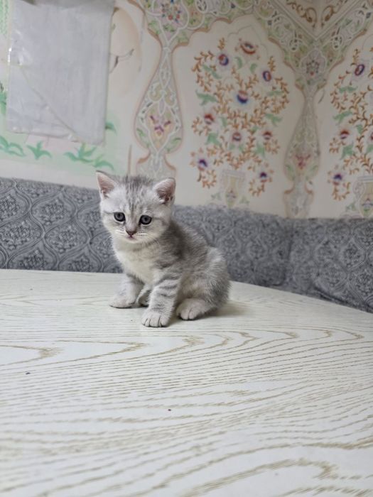 Tayvanlik qizlarning yalangoch fotosuratlari