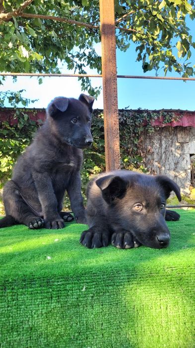 Ciobanesc  german linie lucru.