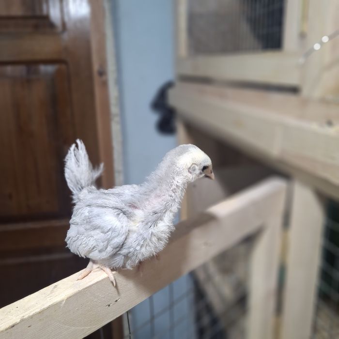 Цыплята породы ШАБО