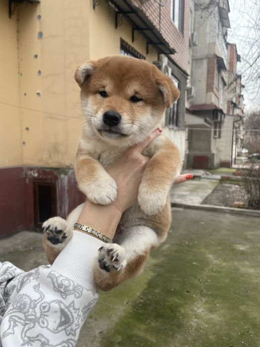 Продаются Щенки Сиба-ину