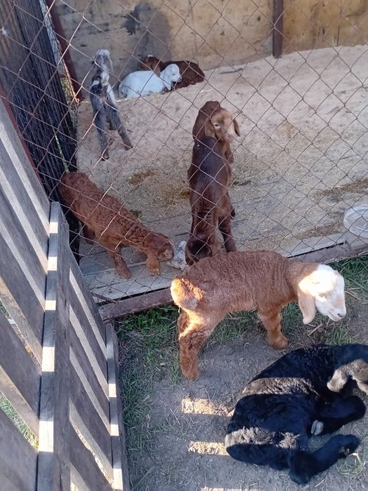 Продам ягнят срочно