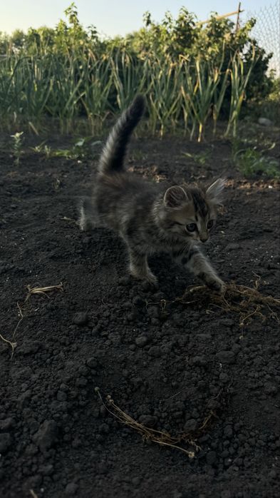 Котенок в добрые руки