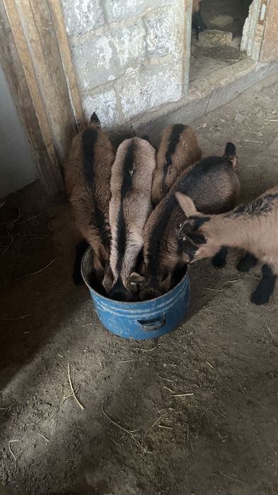 Сауын ешкі сатылады