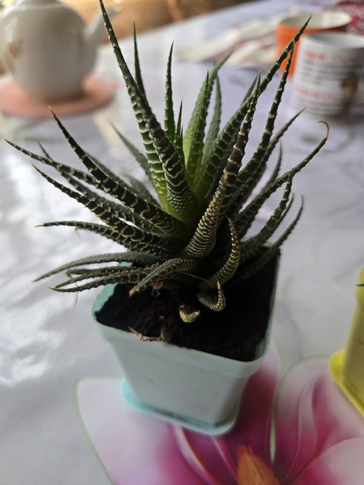 Продаю комнатные растения