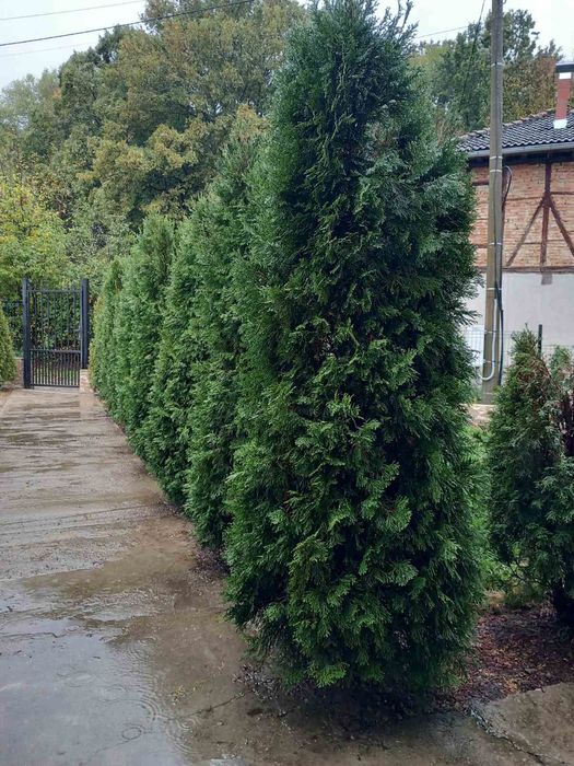 Туя Смарагд от 150 до 210см