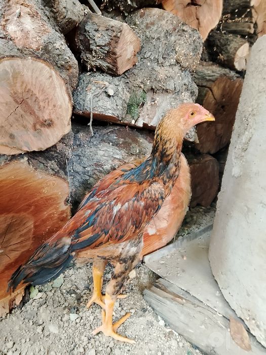 Limon xurozcha sotiladi