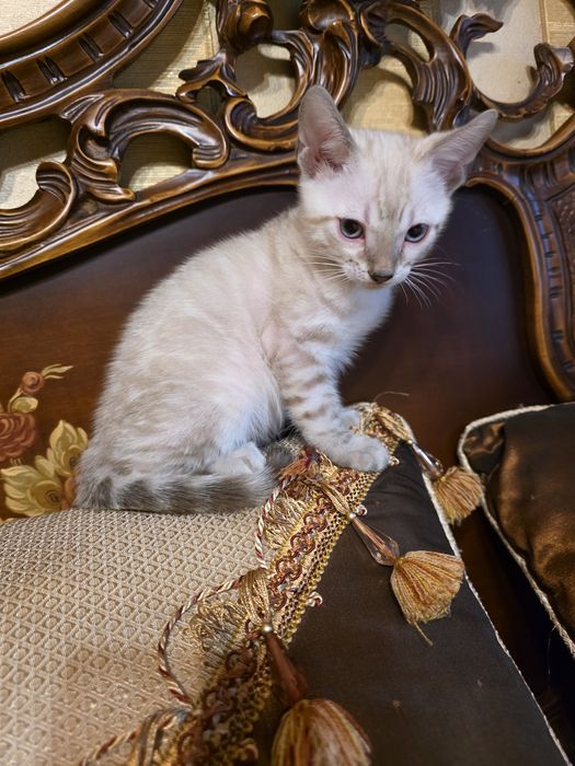 Бенгалски котета