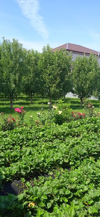 Саженцы Клубники