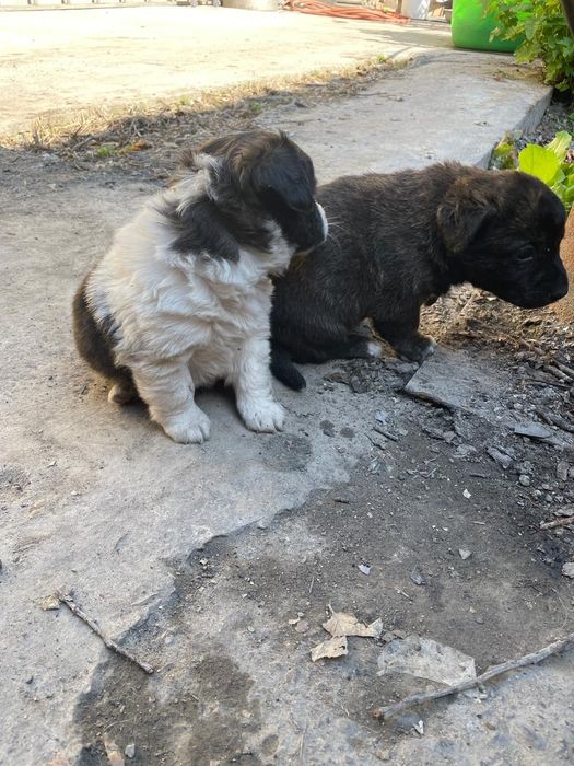 Щенки бесплатно!