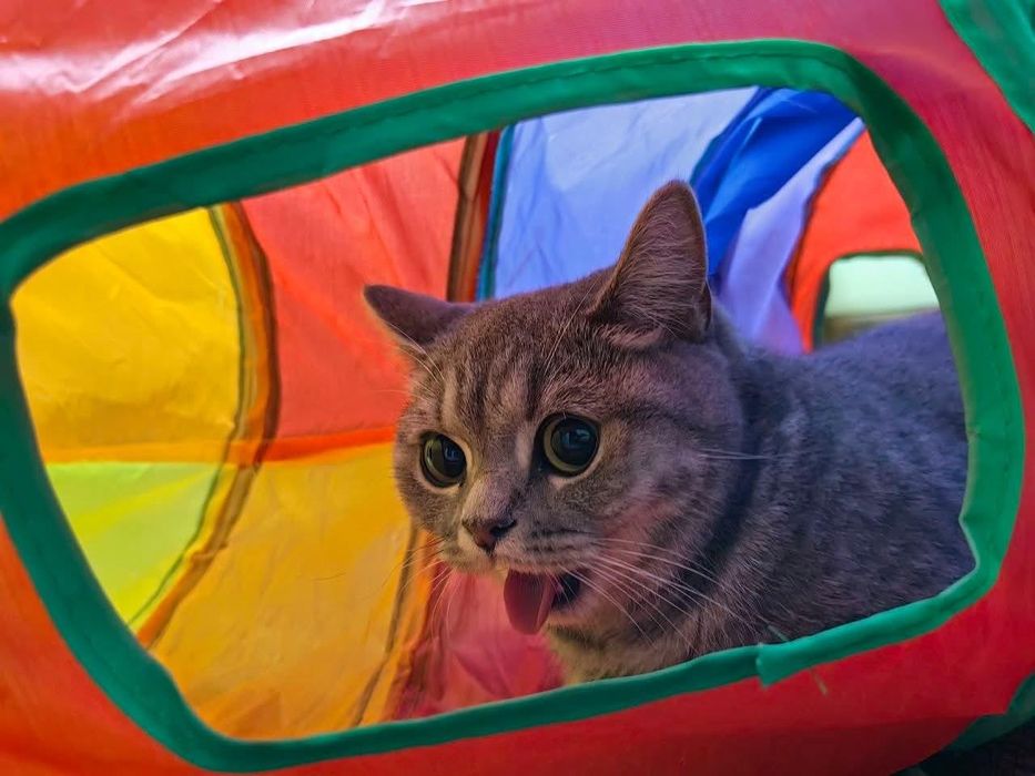 Кошка ищет дом!!