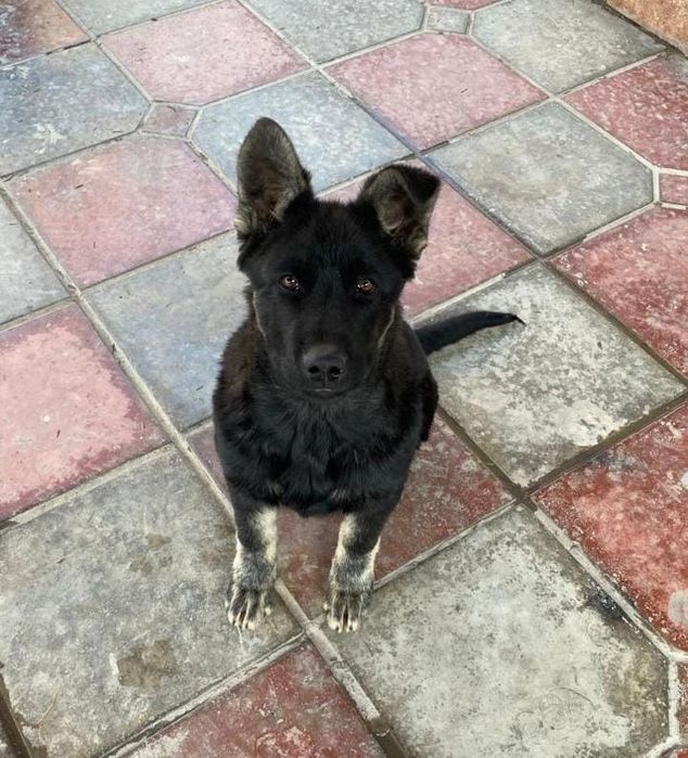 Европейская  овчарка щенок