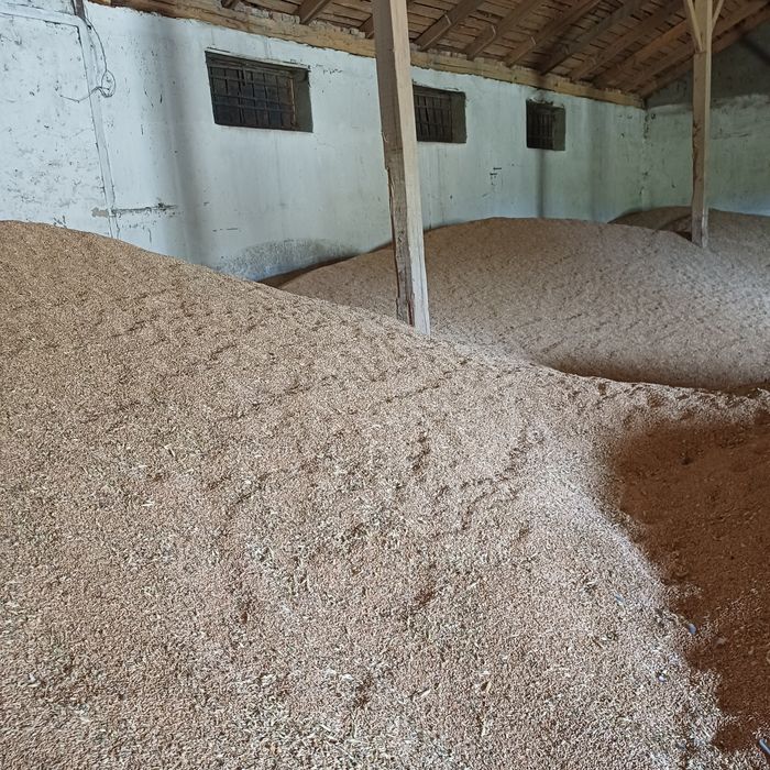 Продам пшеницу озимую .