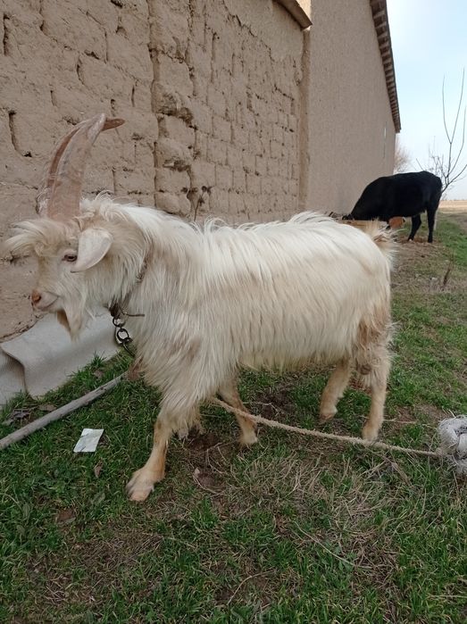 Zanin echki TAKA sotiladi