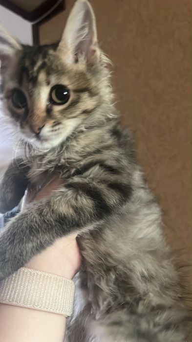 Бесплатно кошечка