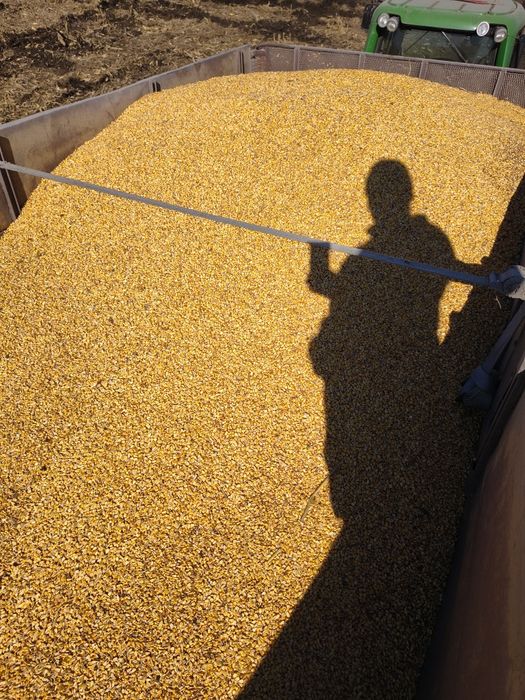 Porumb boabe uscat la stas