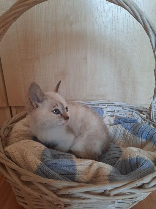 Отдам котенка мальчика в хорошие руки
