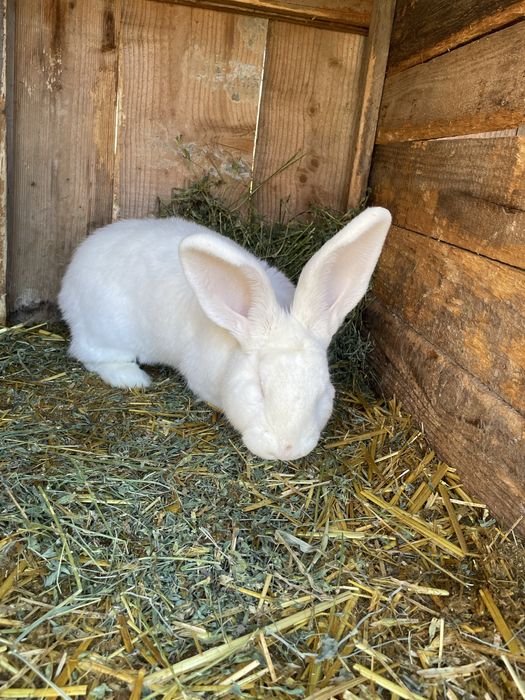 Vand mascul urias german alb