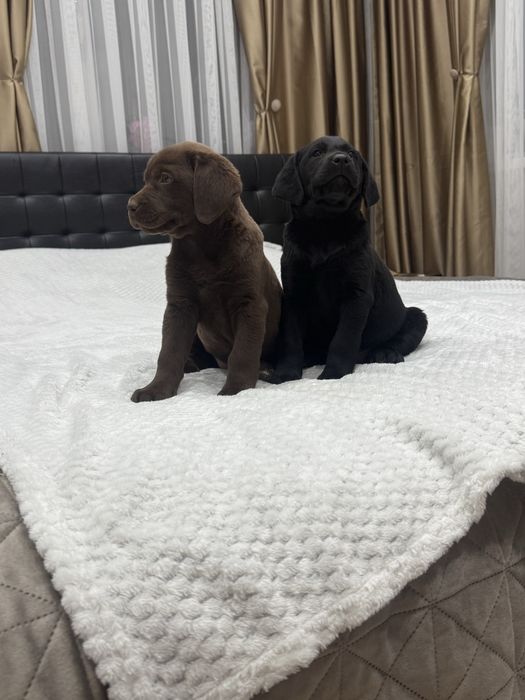 Чистокръвни Лабрадор Ретривар: