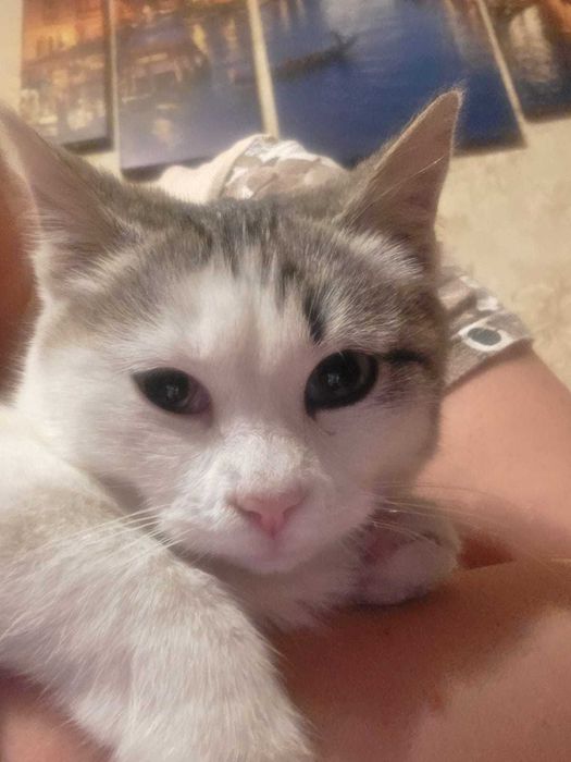 Отдам в хорошие руки котенка подростка.