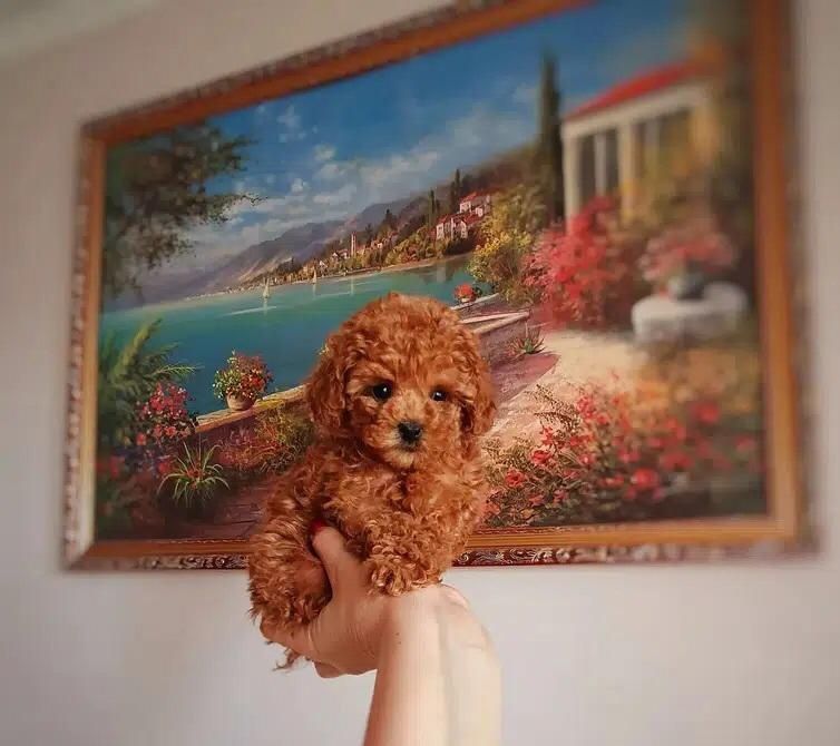 Mascul Pudel Mini, roscat de vanzare