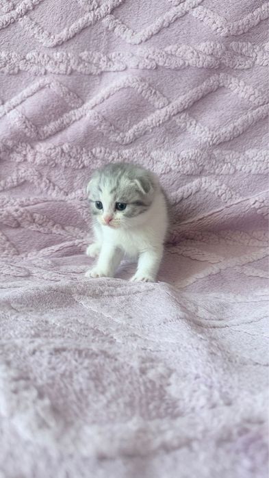 Шотланский веслоухий